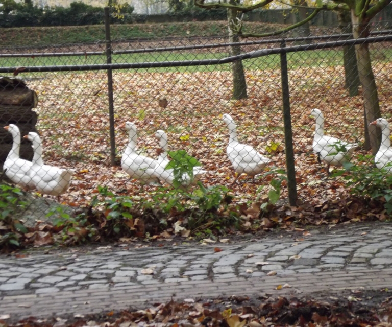 Baarlo International 2012