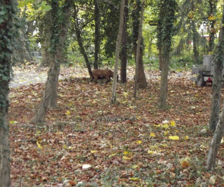 Baarlo International 2012